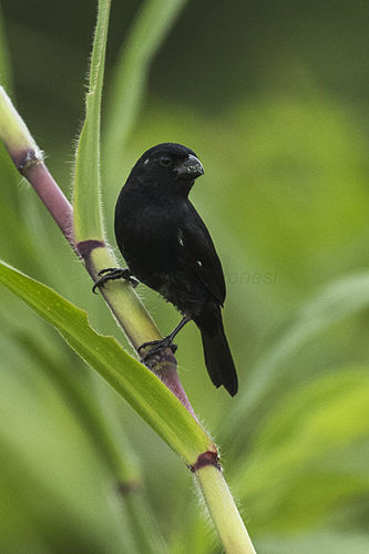 Thick-billed seed finch